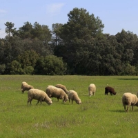 Agricultura ya ha registrado más de 3.600 solicitudes de la PAC-2021