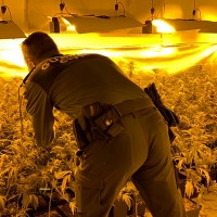 La Guardia Civil encuentra una plantación en otra pequeña localidad extremeña