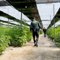 Descubren 64.800 plantas de cannabis en cinco plantaciones de cáñamo