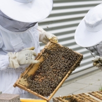 Dramática situación de la apicultura extremeña