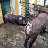 La Junta subasta 48 ejemplares de ganado porcino raza duroc