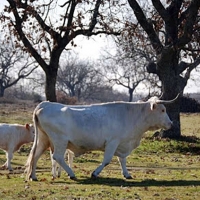 Programas de conservación y mejora de razas ganaderas autóctonas en Extremadura