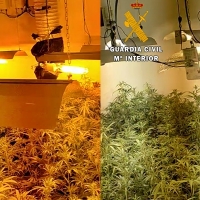 Desmantelan un punto de cultivo y tráfico de marihuana en un municipio pacense
