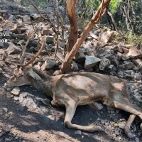 Investigan a un vecino de Herrera del Duque por cazar un ciervo ilegalmente