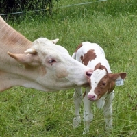 Las ayudas asociadas al mantenimiento de vacas nodrizas, en trámite de audiencia