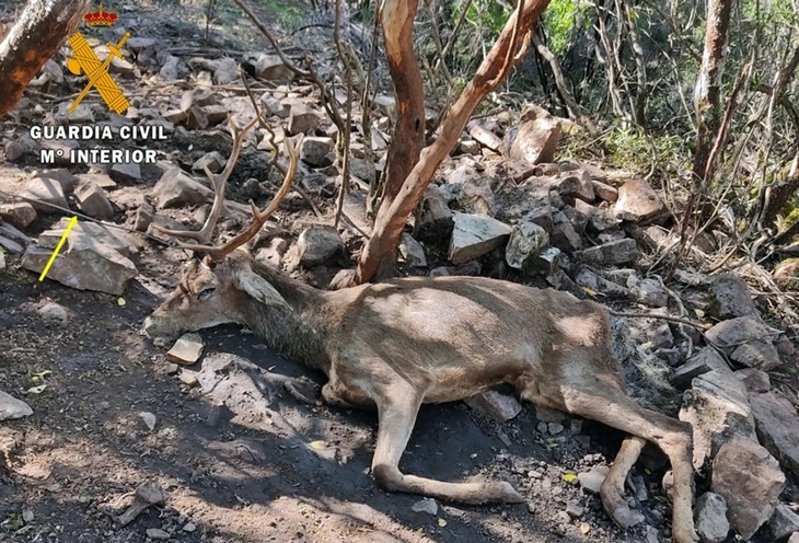Investigan a un vecino de Herrera del Duque por cazar un ciervo ilegalmente