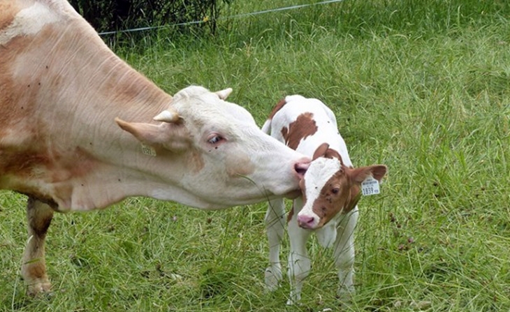 Las ayudas asociadas al mantenimiento de vacas nodrizas, en trámite de audiencia