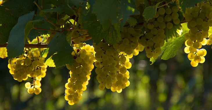 Indignación por la prohibición de nuevas plantaciones de uva para cava en la región