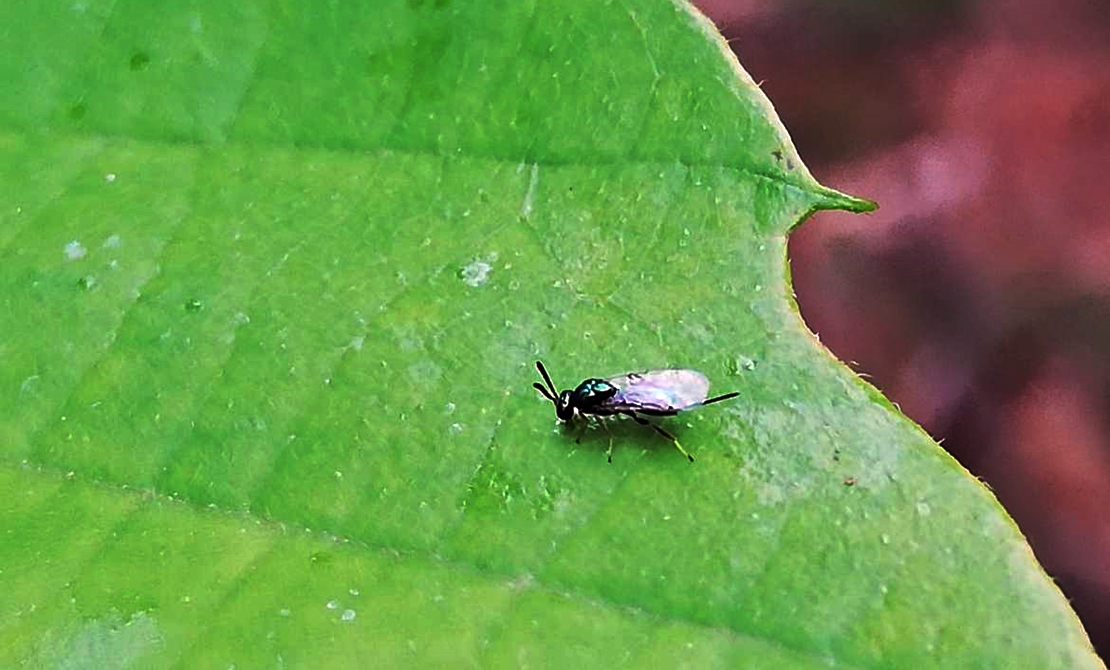 Agricultura combate la avispilla del castaño en el Jerte y Gata