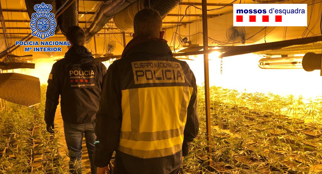 Duro golpe a la mafia en España: la industria china de la marihuana