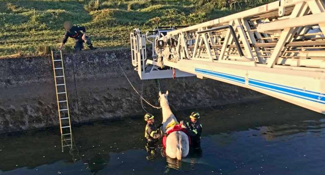 Un caballo queda atrapado tras caer al Canal del Zújar en la provincia de Badajoz