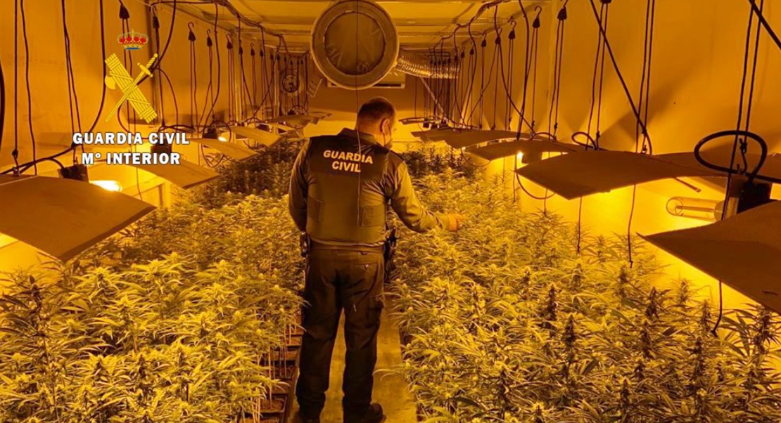 Desmantelan en una localidad extremeña un cultivo “Indoor” de marihuana con más de 600 plantas