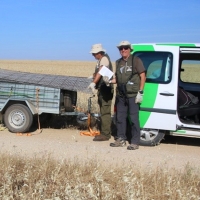 La importante labor de ANSER para evitar la extinción de un ave en Extremadura