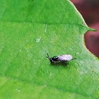 Agricultura intenta combatir a la avispilla del castaño en el Jerte y Gata