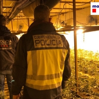 Duro golpe a la mafia en España: la industria china de la marihuana