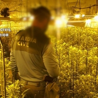 Así mantenían tres jóvenes de 17 y 21 años una plantación de marihuana en Extremadura