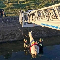 Un caballo queda atrapado tras caer al Canal del Zújar en la provincia de Badajoz