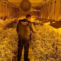 Desmantelan en una localidad extremeña un cultivo “Indoor” de marihuana con más de 600 plantas