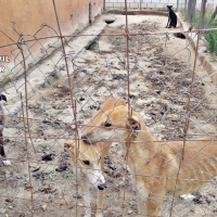 Investigado un vecino extremeño por un delito de maltrato animal