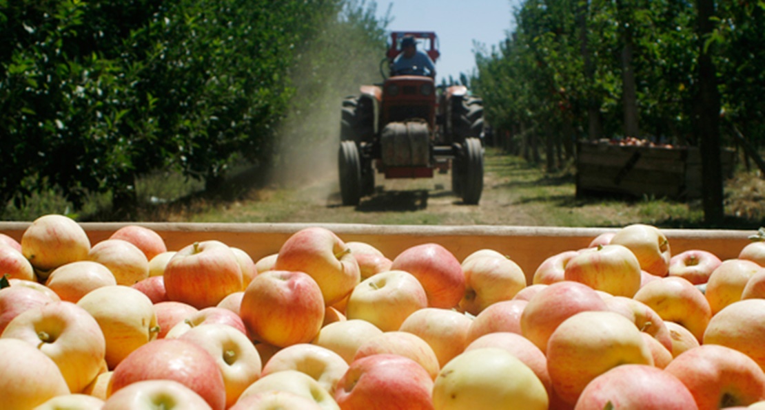 Piden mejores salarios y condiciones para los trabajadores del sector frutícola extremeño