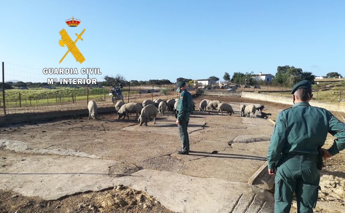 Investigados por un supuesto delito de estafa en la compra venta de ganado en Extremadura