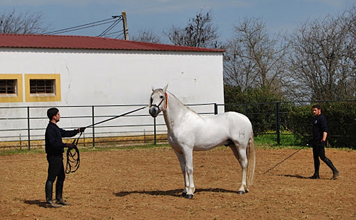 Convenio para mejorar las cabañas de especie equina en Extremadura