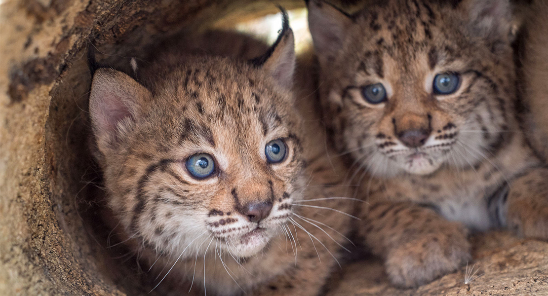 La población de linces ibéricos alcanza su máximo histórico