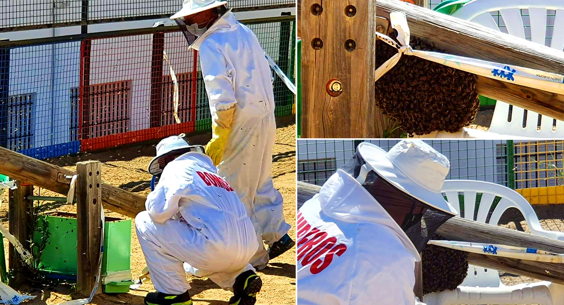 Bomberos del CPEI retiran un enjambre de abejas de un colegio de Mérida