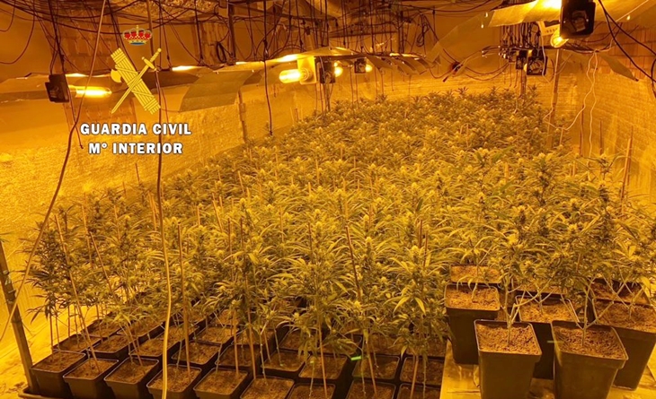 Detenidos por cultivar marihuana en una localidad extremeña