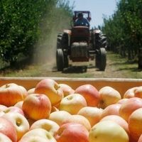 Piden mejores salarios y condiciones para los trabajadores del sector frutícola extremeño