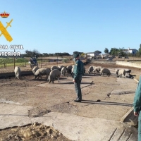 Investigados por un supuesto delito de estafa en la compra venta de ganado en Extremadura