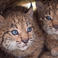 La población de linces ibéricos alcanza su máximo en dos décadas