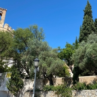 El PSOE muestra preocupación por los cipreses de La Galera