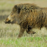 Publicada la norma que regula la caza de jabalí al salto en Extremadura