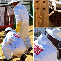 Bomberos del CPEI retiran un enjambre de abejas de un colegio de Mérida