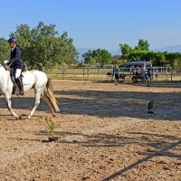 Extremadura acoge una prueba nacional de caballos para fomentar la pura raza española