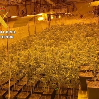 Detenidos por cultivar marihuana en una localidad extremeña