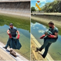 La Guardia Civil rescata a un Búho Real que cayó a un canal de la provincia pacense