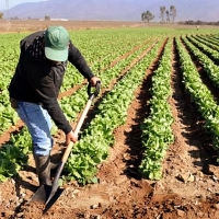 APAG - ASAJA: &quot;Con las cosas de comer no se juega&quot;