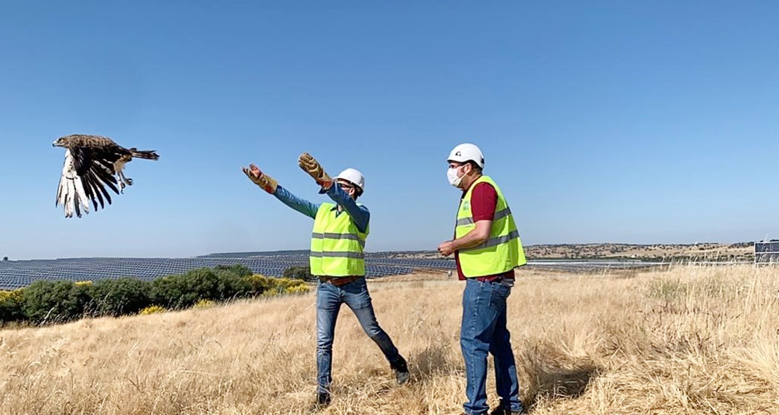 Liberadas tres águilas culebreras y un milano real en Extremadura