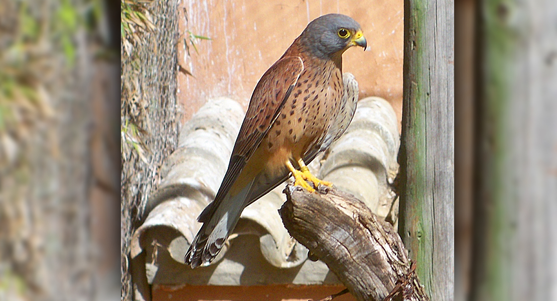 Trabajos de conservación del cernícalo primilla en Extremadura