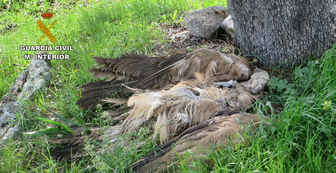 Condenado por envenenar ovejas y provocar la muerte de tres buitres leonados en Cáceres