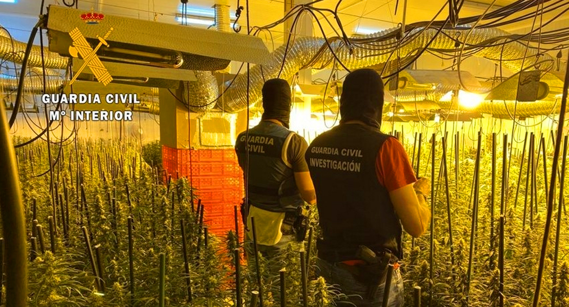 Descubren 3.000 plantas en la provincia de Badajoz: hay 5 detenidos de Mérida y Lobón