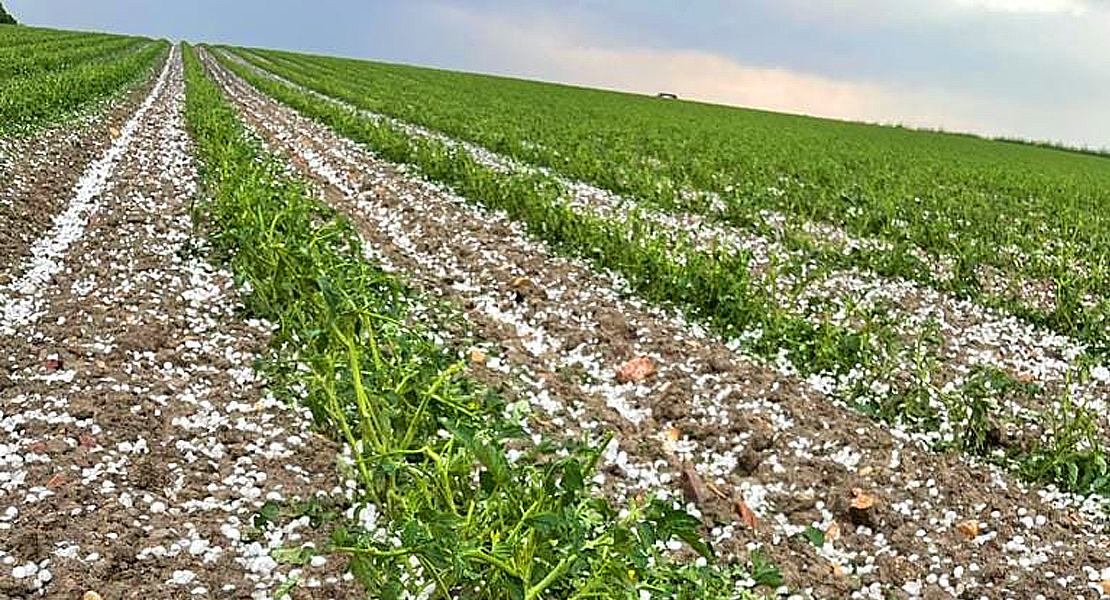 Desastre en cientos de hectáreas de cultivos en Extremadura