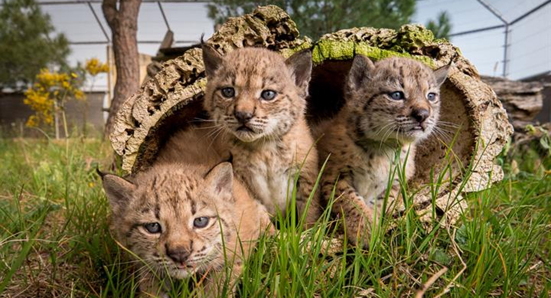 Nacen 23 nuevos cachorros de lince ibérico y se alcanza un máximo histórico