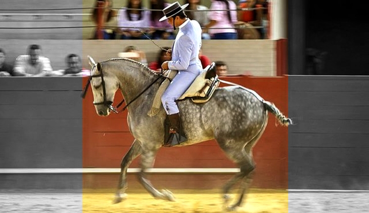 Suspenden el campeonato de Doma Vaquera previsto en Badajoz