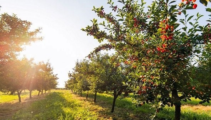 Agricultura abona más de 13 millones de euros a 9.237 agricultores extremeños