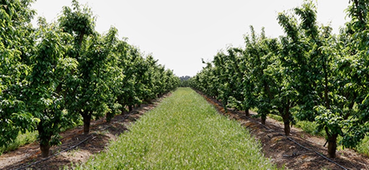 UPA pronostica una “escasísima” producción de fruta este verano