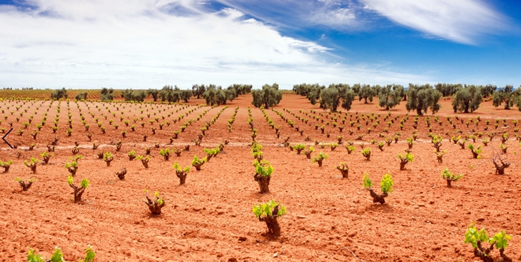 Abono de 15 millones de euros correspondientes a la PAC de 2020 y a la reestructuración del viñedo