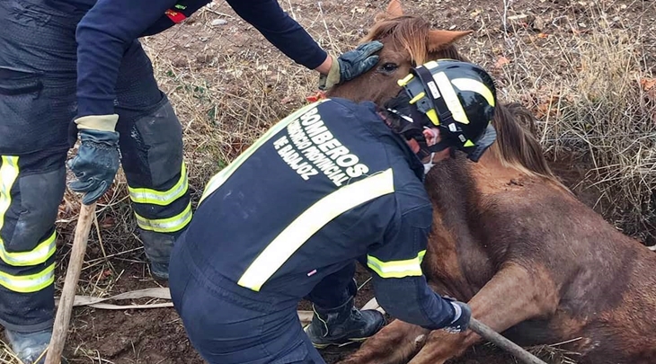 El CPEI realiza multitud de rescates de animales en los últimos días